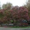 Susan Saucer Magnolia #2 - Image 2
